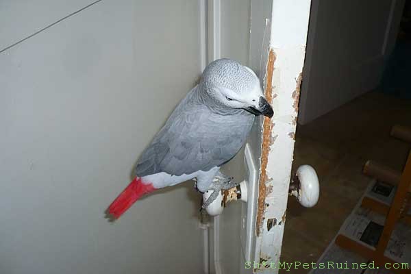 BAD ASS 03 PARROT