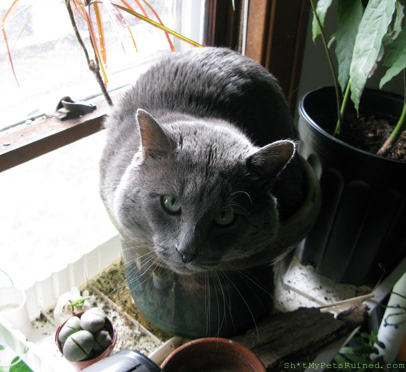 mrkittyinpot