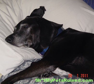 Bo in bed