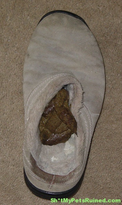 shit in my shoe