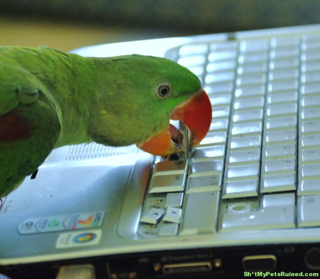 keyboardO